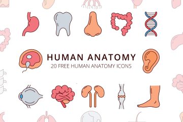 Human Anatomy Vector Free Icon Set